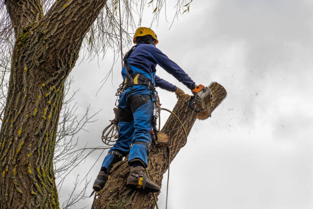 How Our Tree Care Process Works  in  Mount Olive, NC